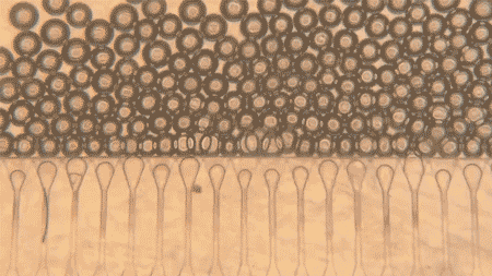 麻省理工学院研发可注射微型肝脏