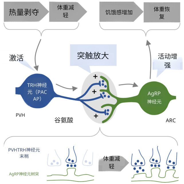 研究发现“运动分子”可抑制饥饿信号，或成减肥突破口
