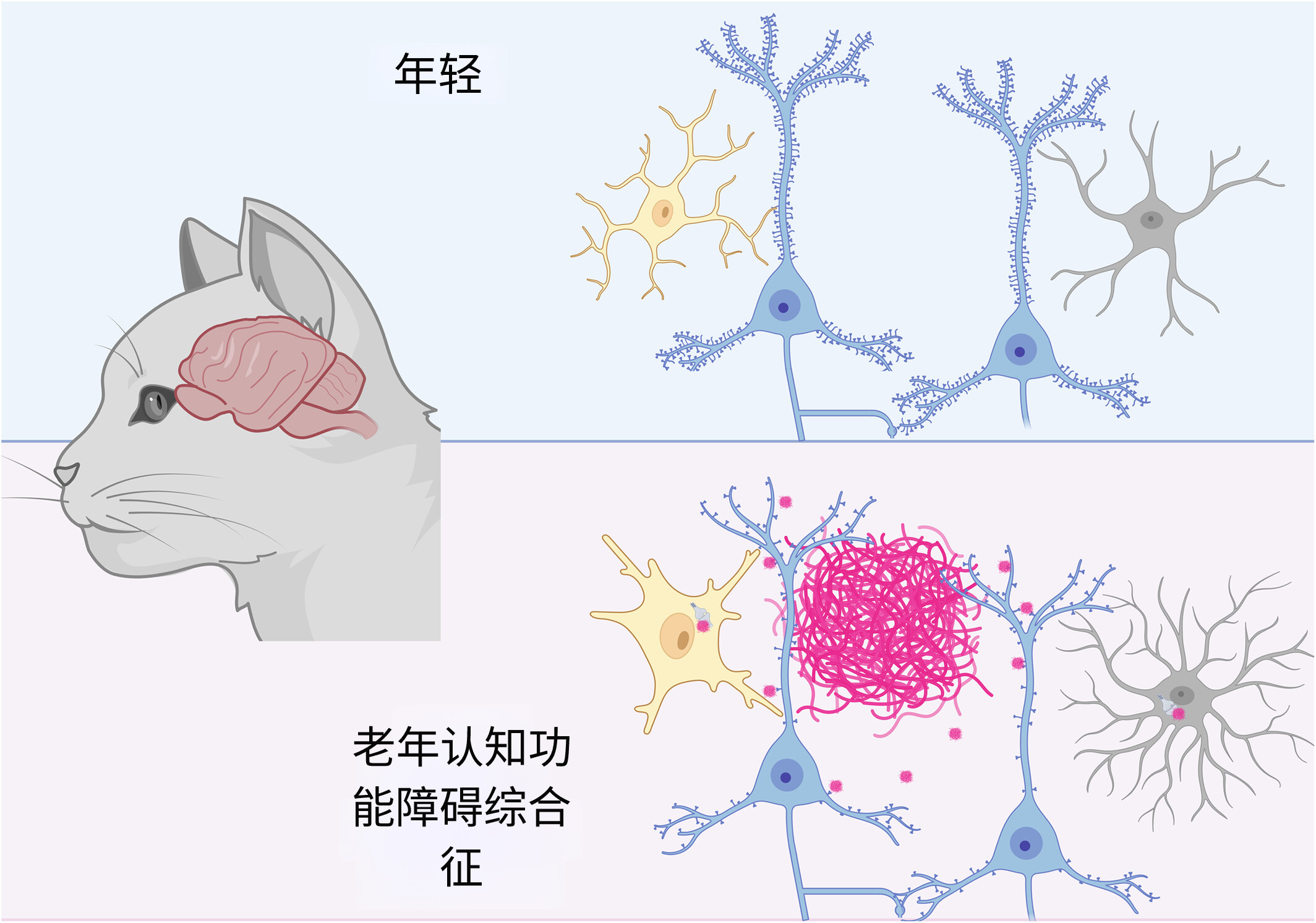 猫猫痴呆症与人类阿尔茨海默病惊人相似