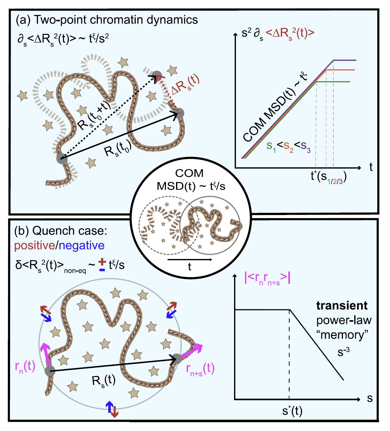 两米长的DNA分子是如何运动的