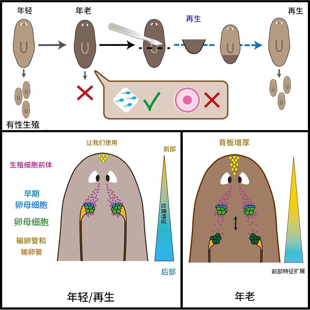 不只是细胞损耗，身体的“导航系统”失灵才是衰老的主因