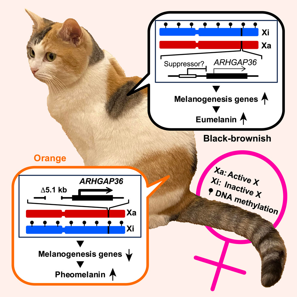从遗传学角度解释为什么橘猫如此特别