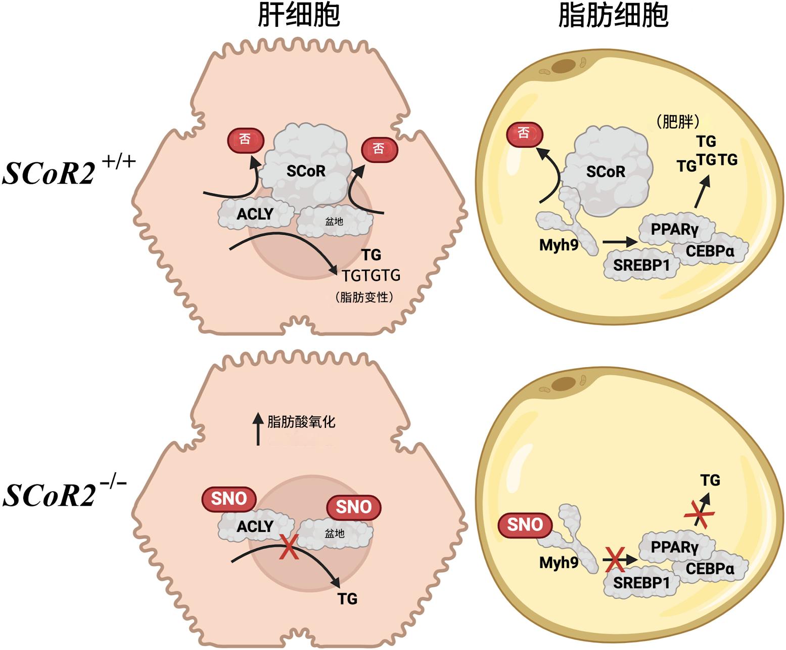 科学家发现脂肪开关，不靠意志力也能减肥