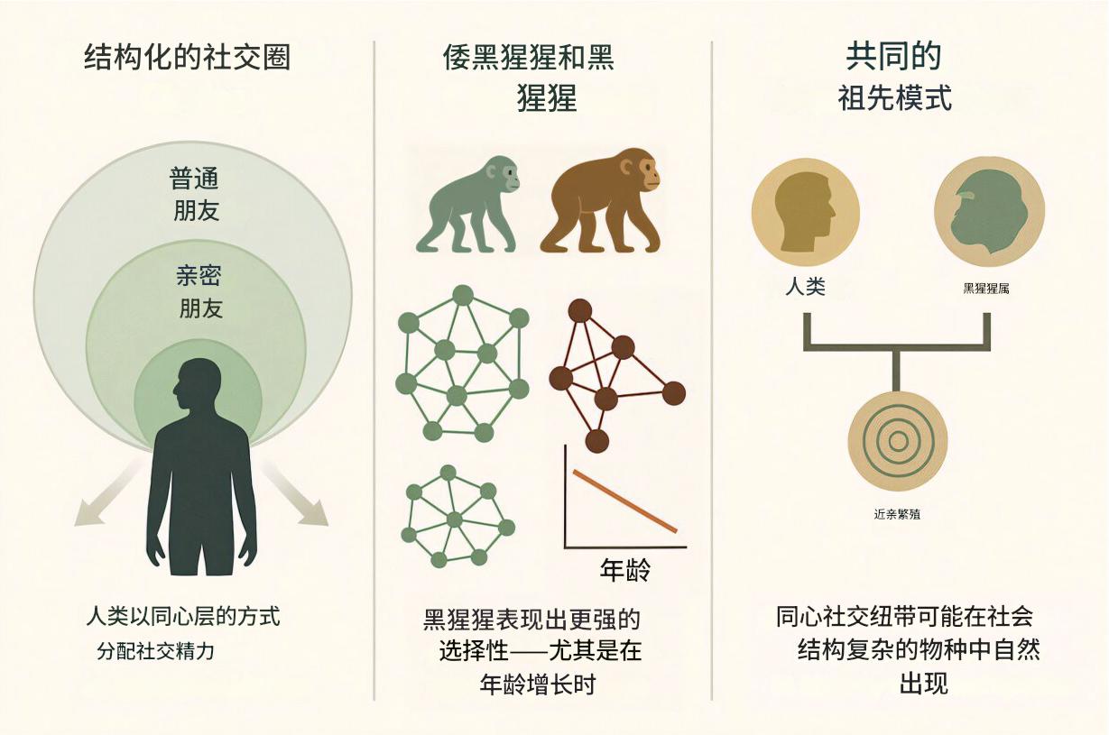 黑猩猩也有“朋友圈”,与人类极为相似