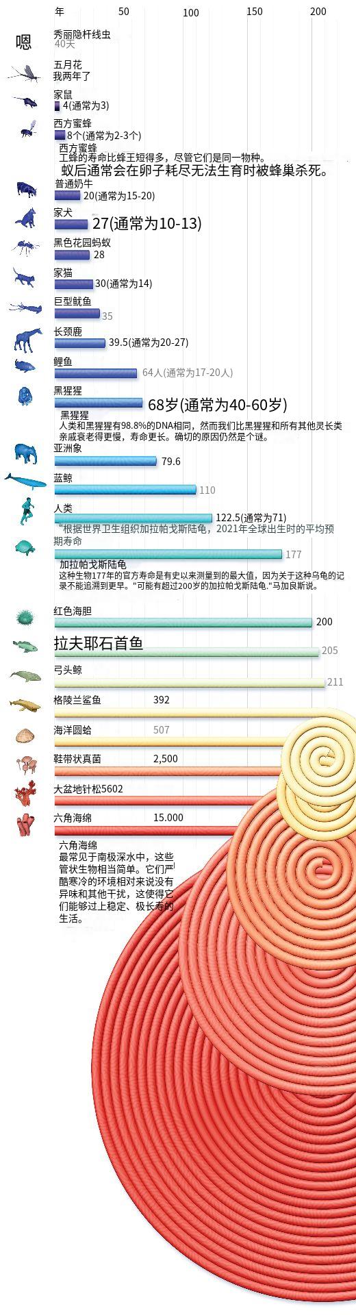 为何有些动物仅活几十天，有些却能活几千年？-Domino