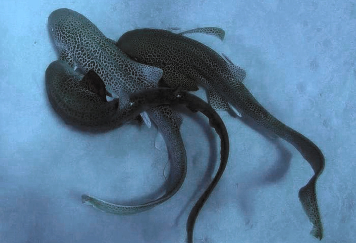 科学家拍到鲨鱼玩3P，大为震惊