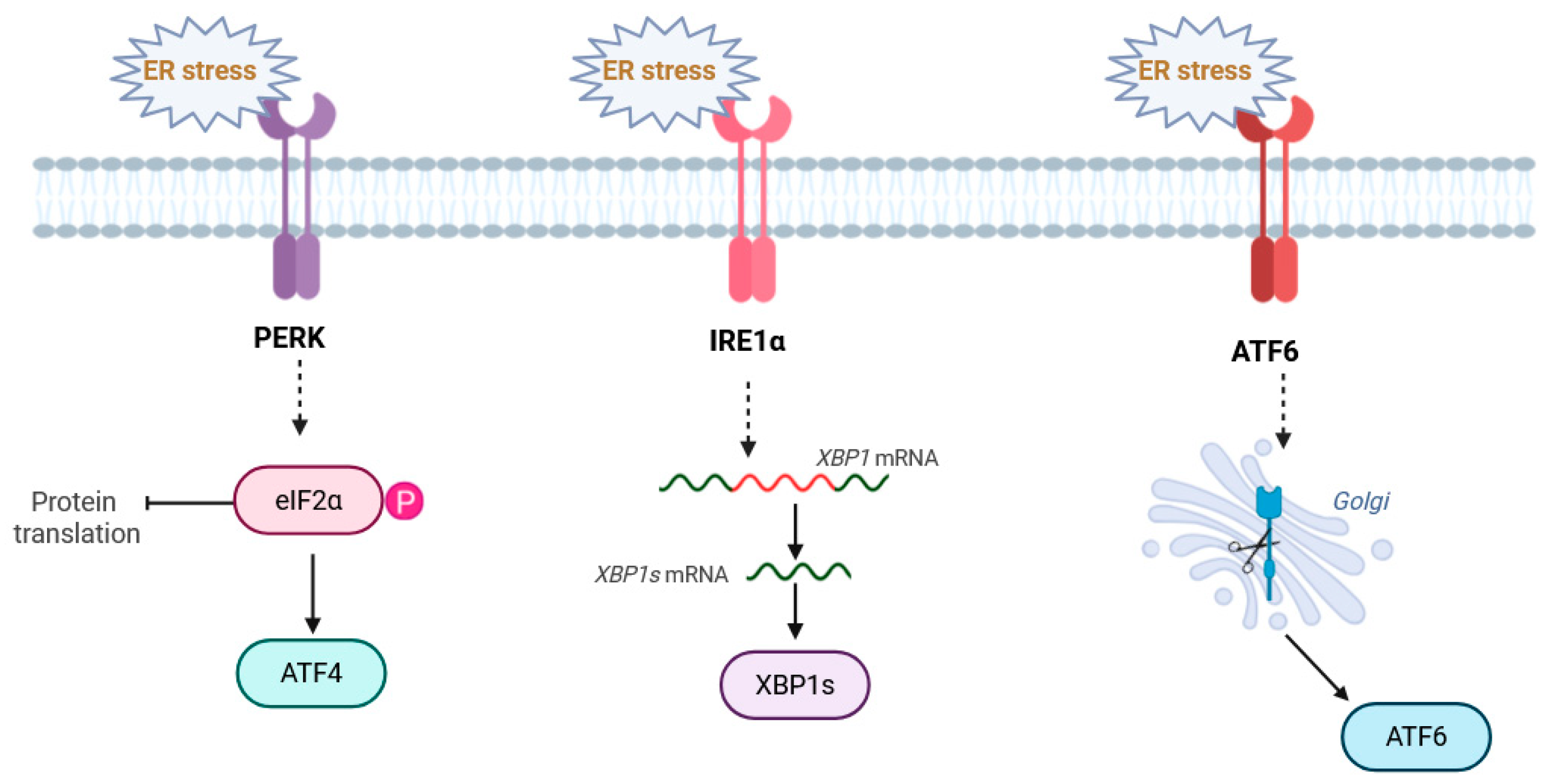 神经退行性疾病、心血管疾病和癌症有共同的基本病理机制