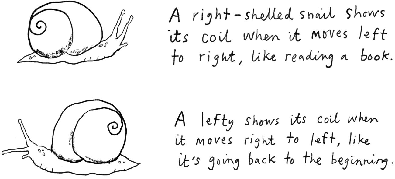 征婚：谁能找到另一只左旋蜗牛？
