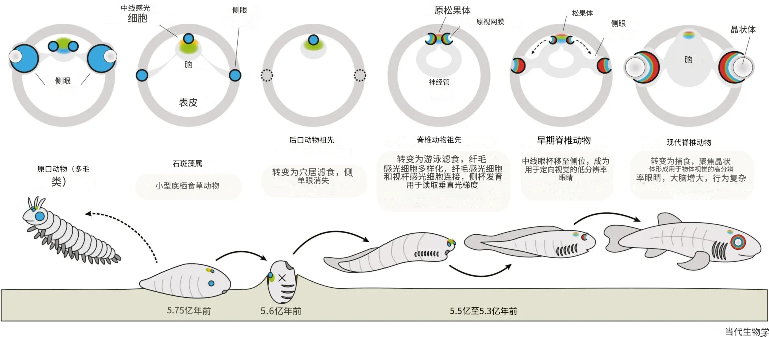 眼睛的进化史：我们曾拥有一只长在头顶的“独眼”