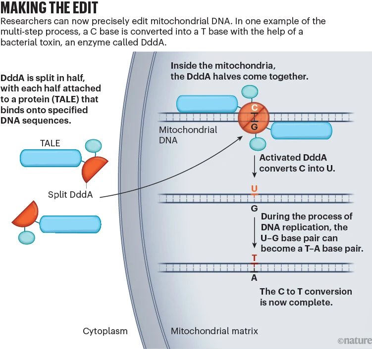 基因编辑技术即将攻克线粒体
