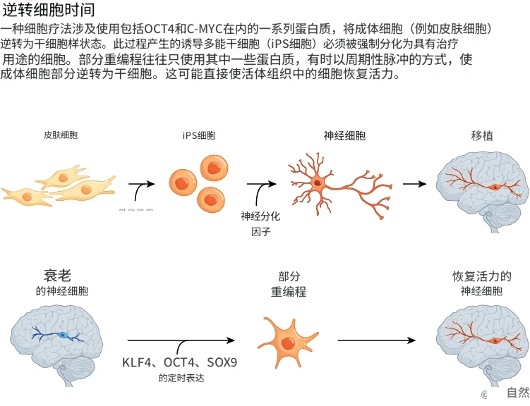 抗衰老迎来重大突破,能让衰老细胞重新变年轻的技术进入人体实验