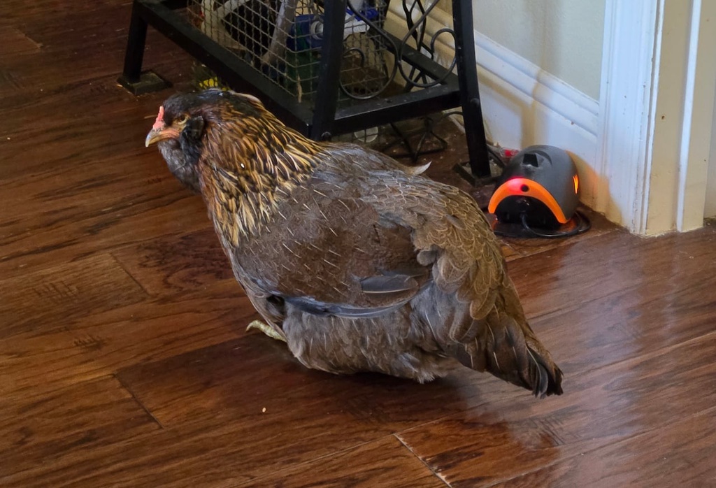 14岁母鸡打破纪录，成了世界上最老的鸡