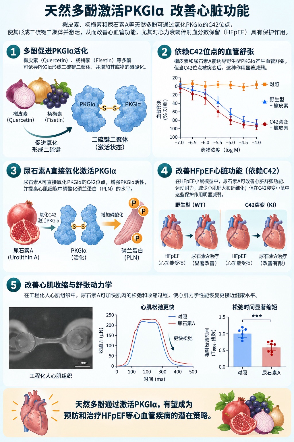 吃石榴能救心脏?科学家发现改善心衰的天然钥匙