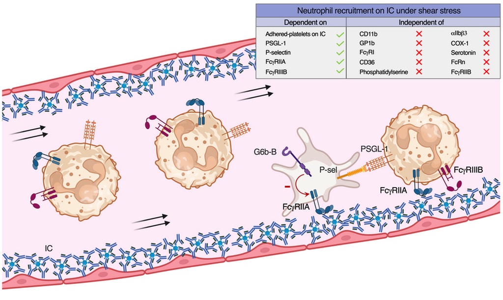 为什么在自身免疫病中，血小板反而成了“推手”