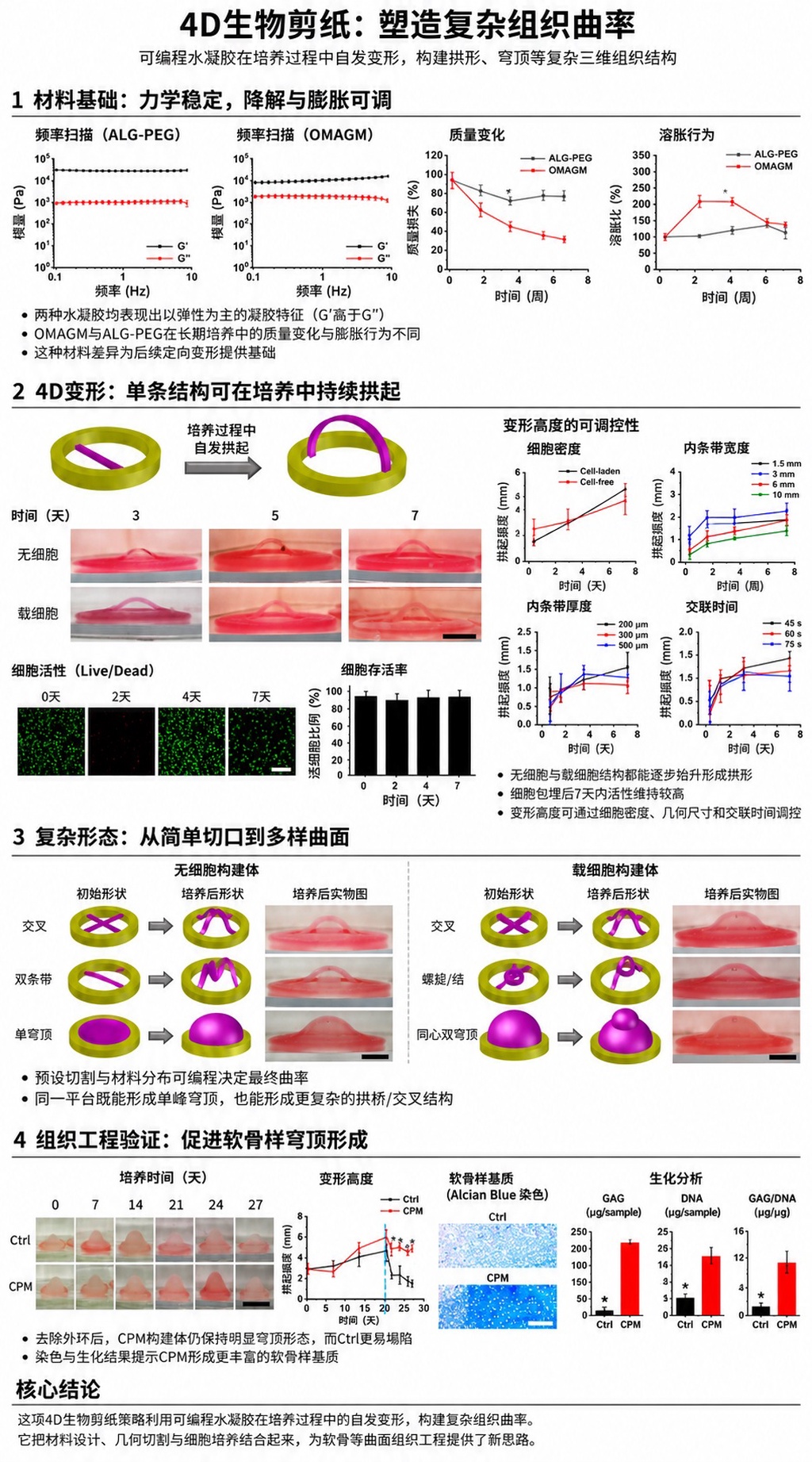 借助4D生物剪纸技术,科学家让活体组织自动弯曲成型