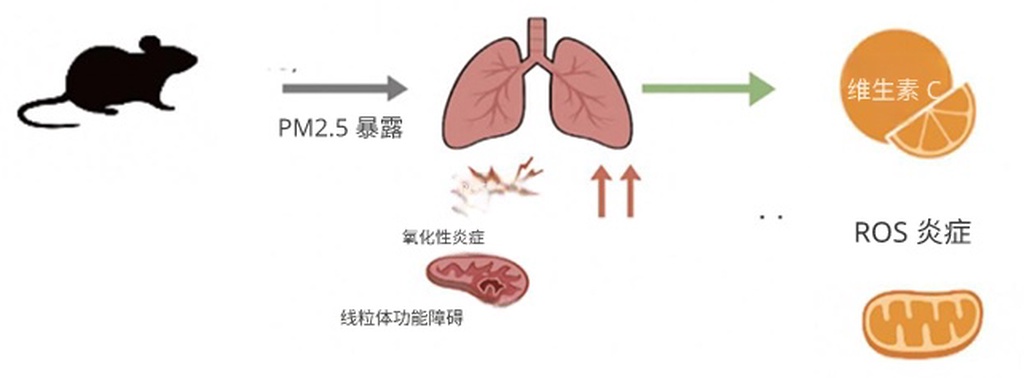 维生素C可缓解空气污染对肺细胞的损伤