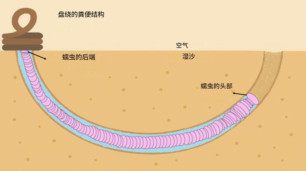 不只是💩：物理学家发现粪便形状也有普适定律