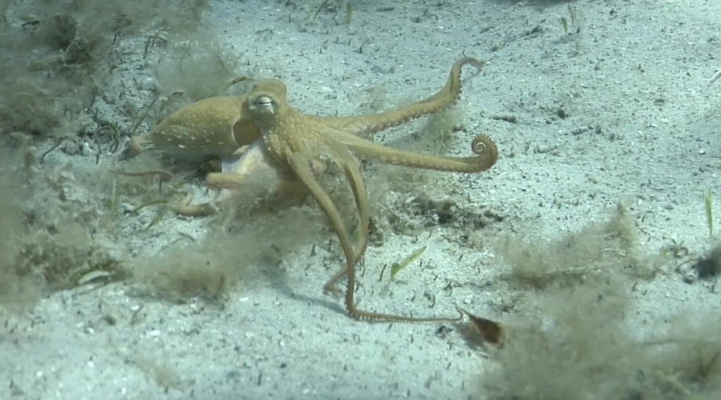 原来章鱼的8条腿，其实是“4只手”和“4只脚”？