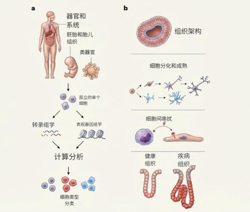 大型细胞图谱揭示中国人专属的免疫说明书