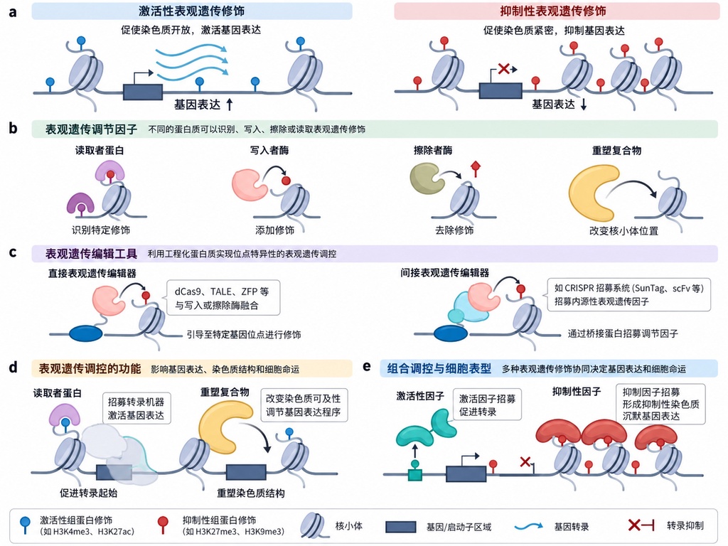不改写基因也能关掉病毒，新疗法给乙肝病毒做标记