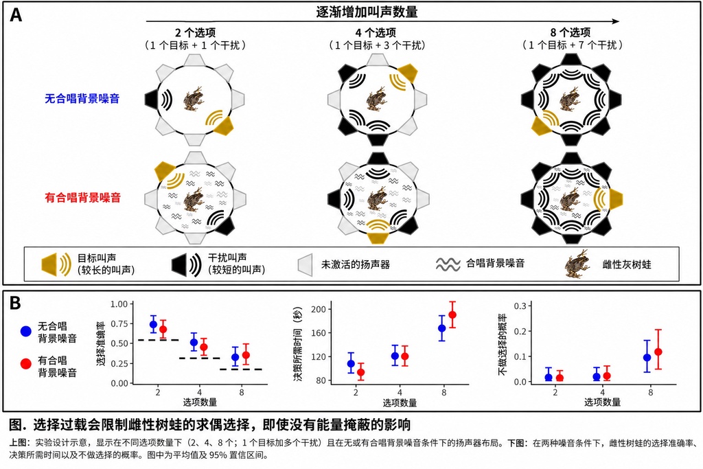 追求者太多反而是负担?母树蛙也会面临择偶选择过载