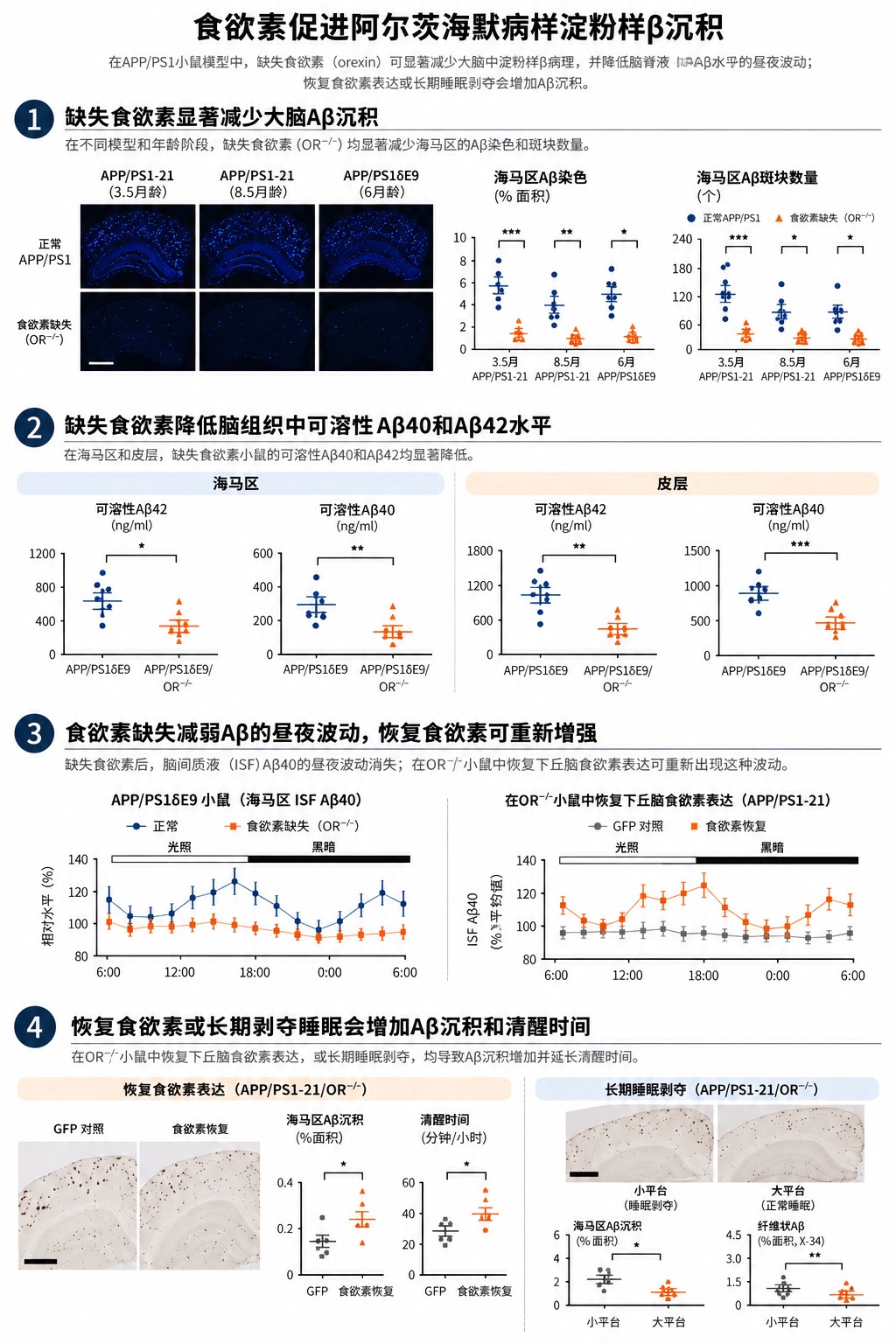 大脑清醒的秘密：严重失眠者的脑部为何依然年轻