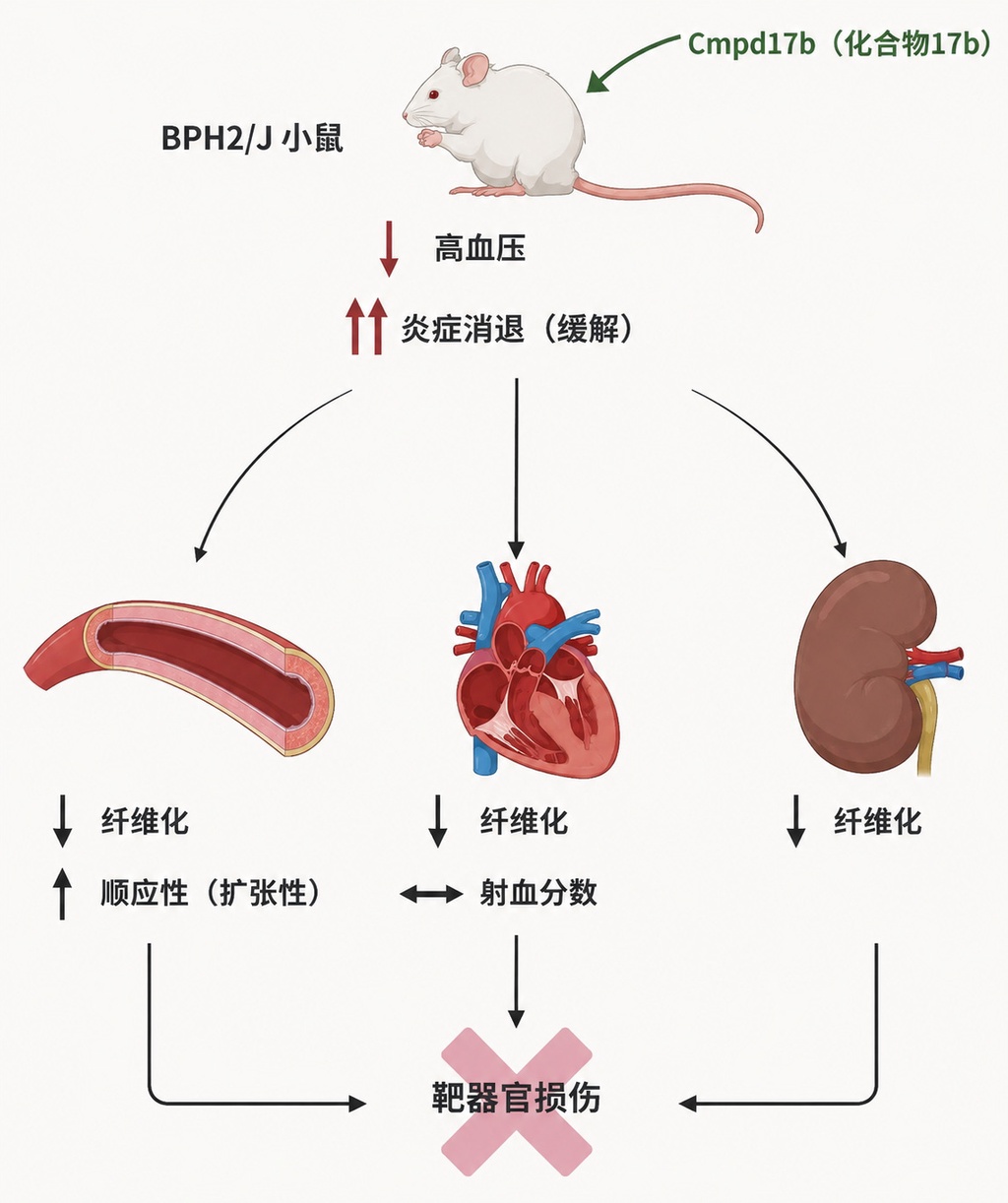 研究发现第三个高血压的驱动因素
