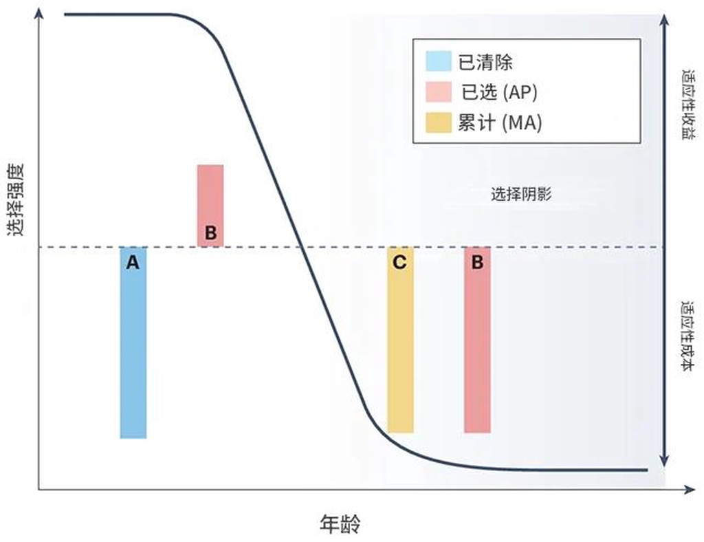 为什么人老了一身病：自然选择不在乎你的晚年