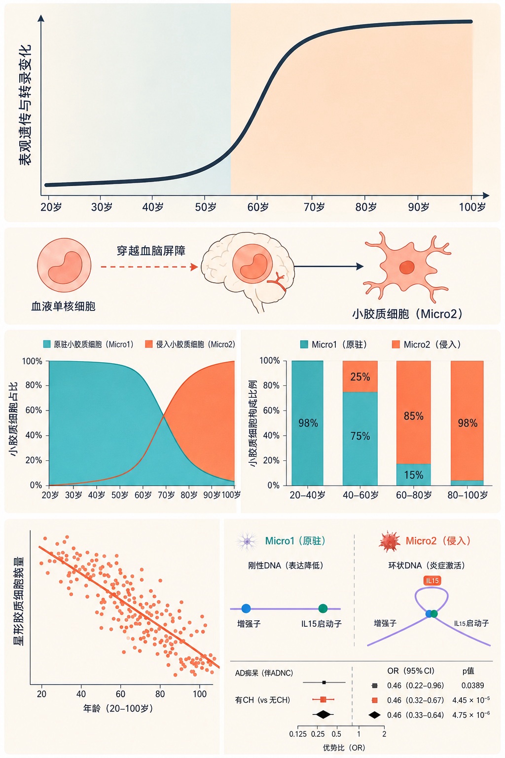大脑并不均匀缓慢地衰老，50岁是分水岭
