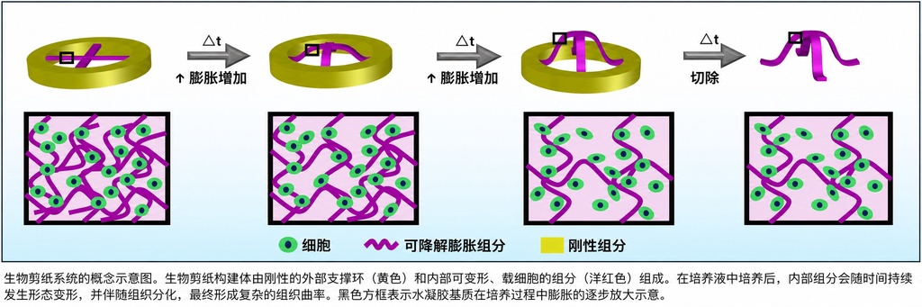 借助4D生物剪纸技术,科学家让活体组织自动弯曲成型