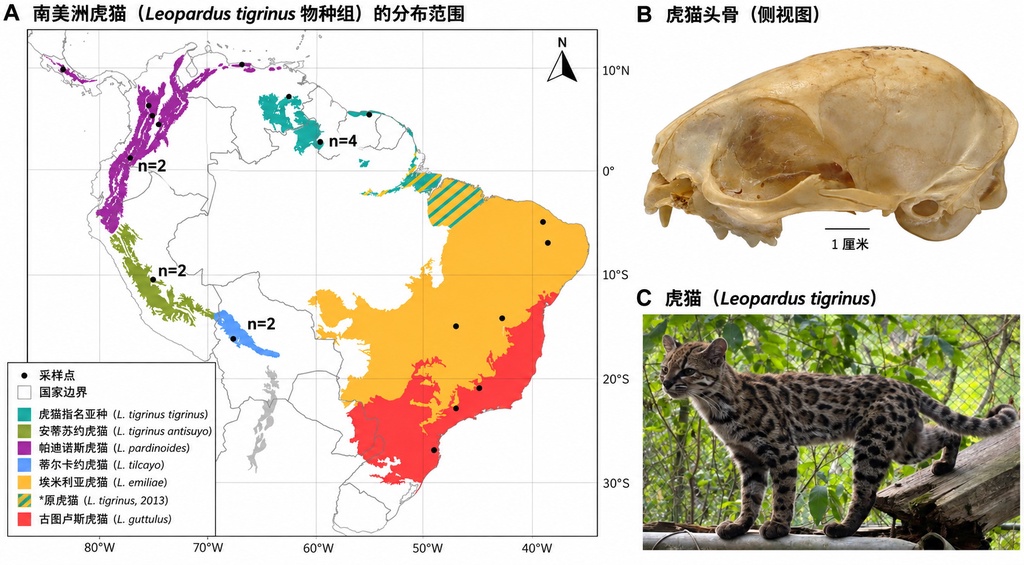 猫科家族再添新成员,玻利维亚印加虎猫终获科学认定