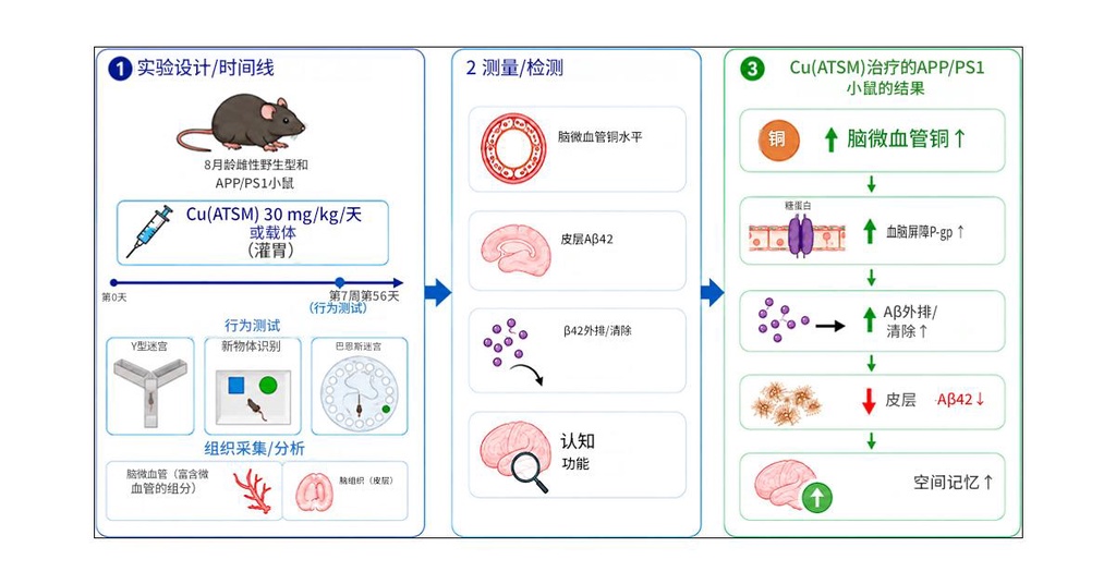 阿尔茨海默症治疗新希望：铜转运药物清除毒性蛋白、恢复记忆
