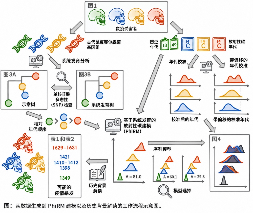 黑死病并未在1353年终结，基因探秘揭开欧洲400年鼠疫拉锯战