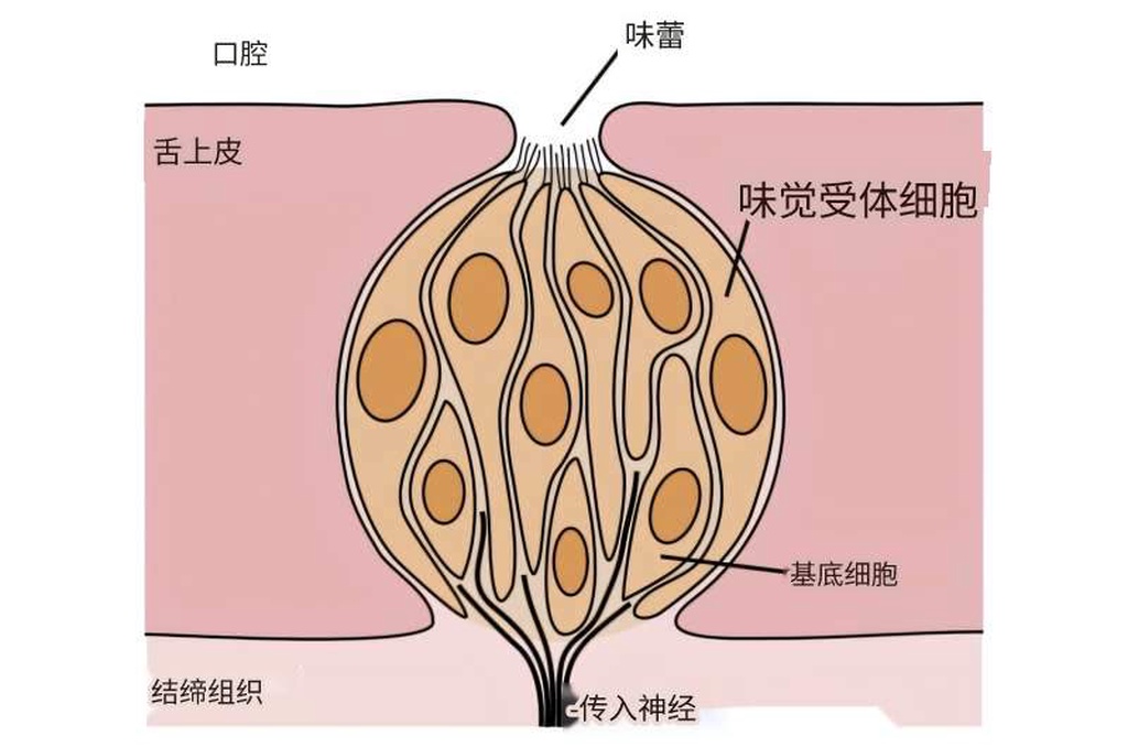 为何我们的味觉会随年龄增长而改变