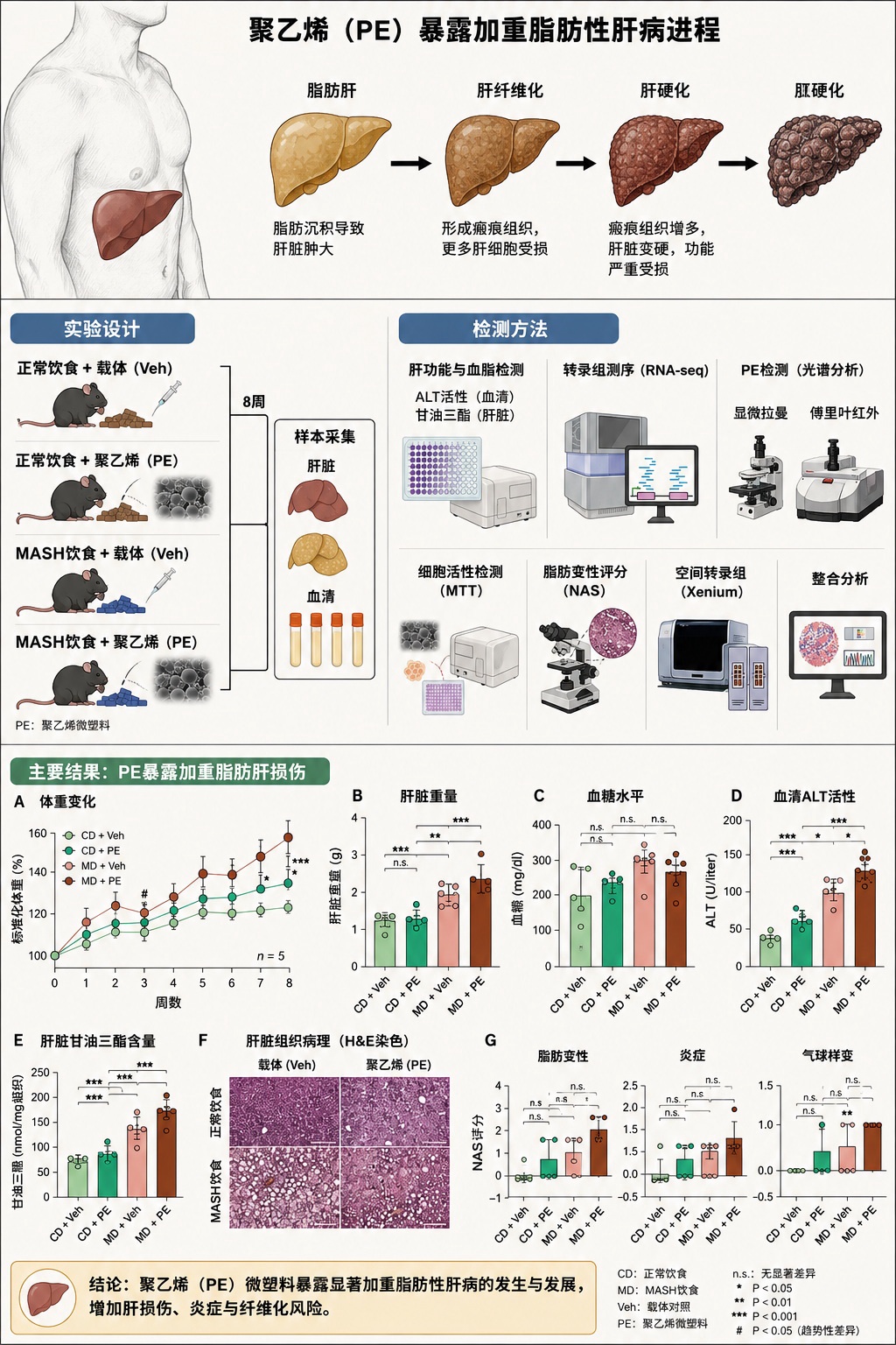 食品包装中常见的聚乙烯可加剧脂肪肝风险