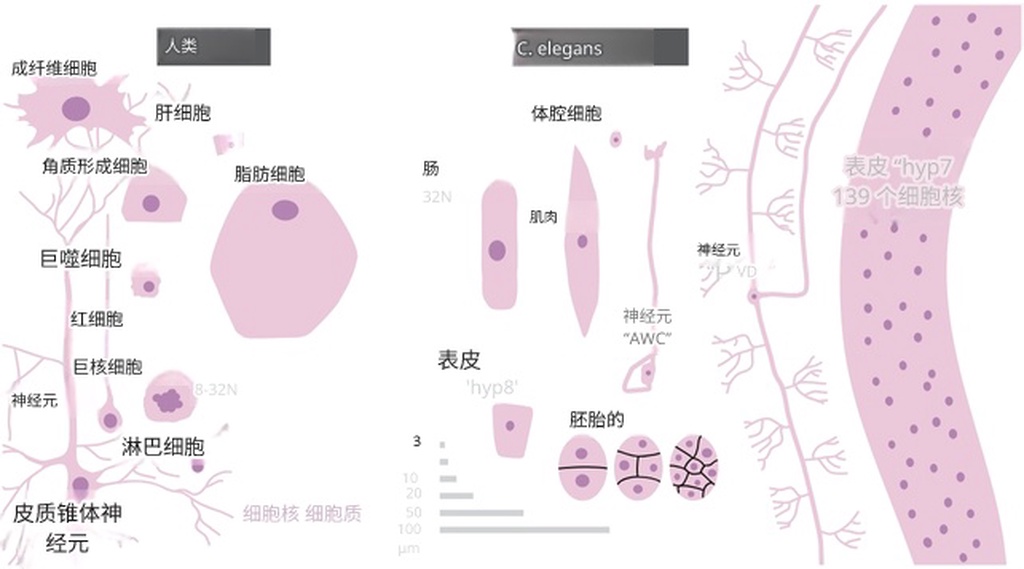 一种常见降压药显示出抗衰老潜力