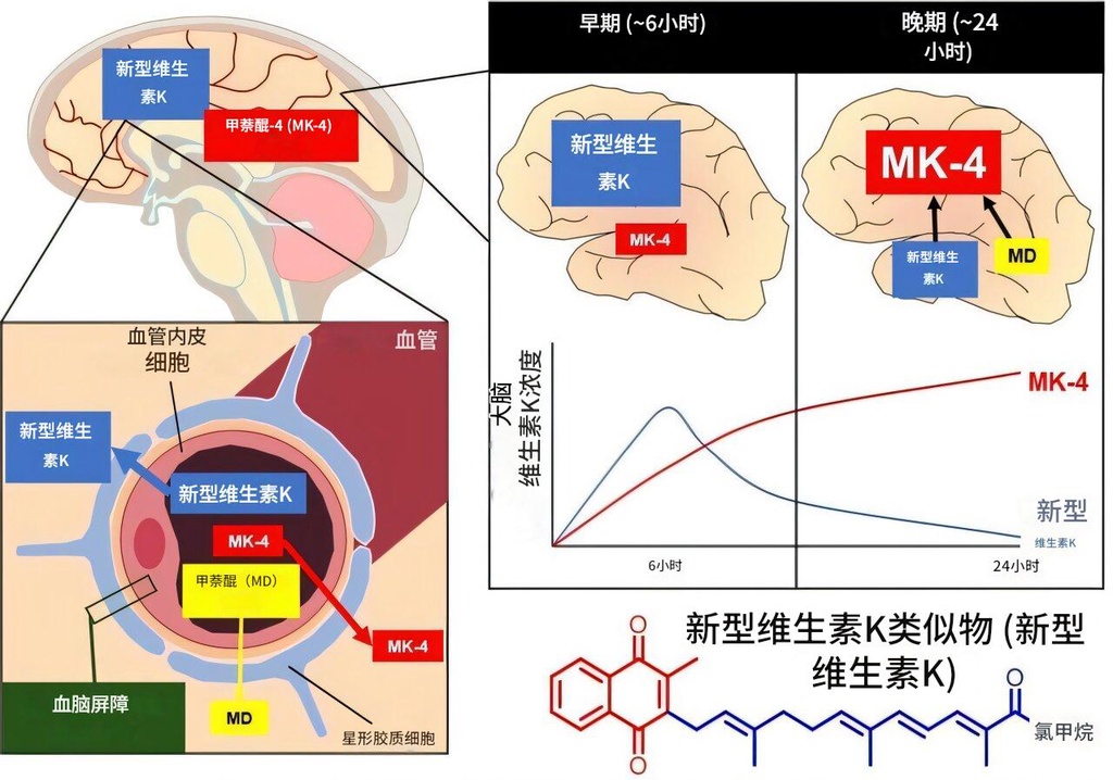 维生素K新突破，或能逆转神经退行性疾病