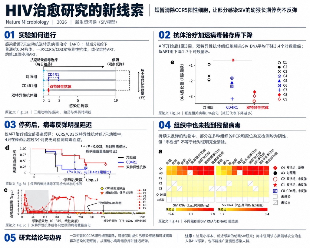 新型抗体成功让HIV沉寂4年未复发