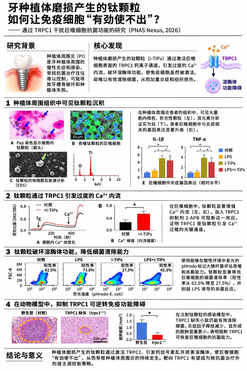 种植牙为什么反复发炎：钛微粒会干扰免疫细胞