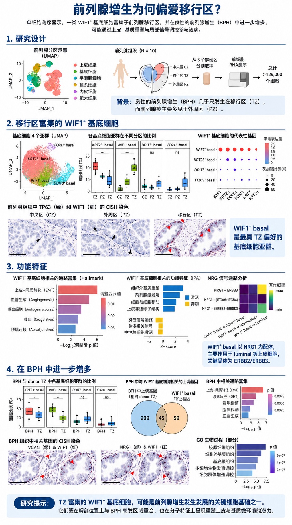 难言之隐的源头：男性尿道周围藏着前列腺增生推手