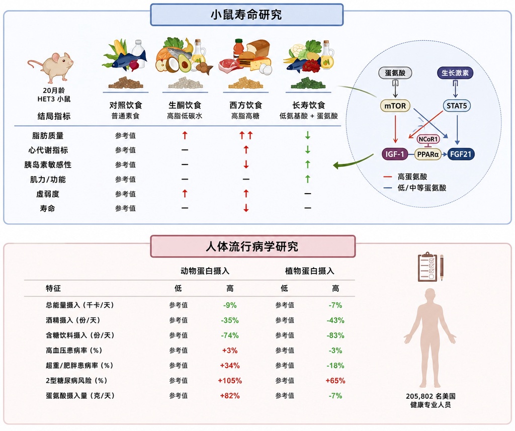 20个月小鼠实验:低蛋白饮食竟让衰老小鼠减脂不减肌