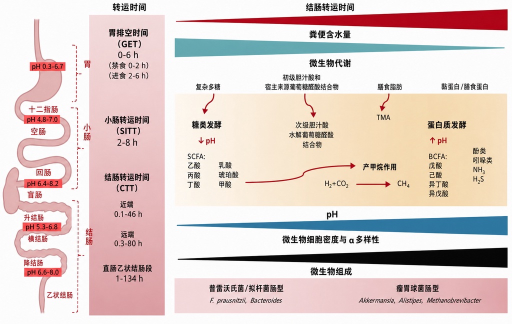 你的排便节奏可能牵动全身健康