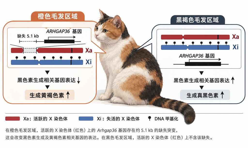 大橘为重：基因研究揭开橘猫毛色的真相