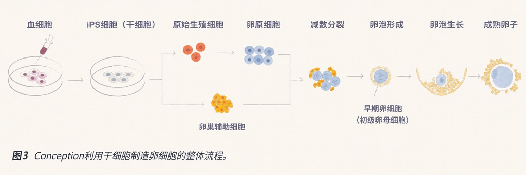 实验室培育人类精子：科学家离生育突破又近了一步