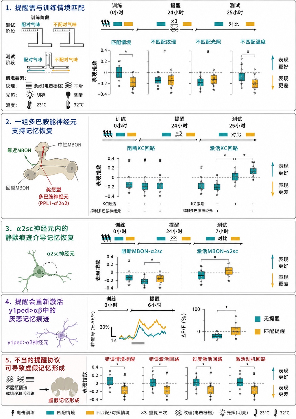 果蝇实验:正确的线索能唤醒遗忘的记忆,也会造出虚假记忆