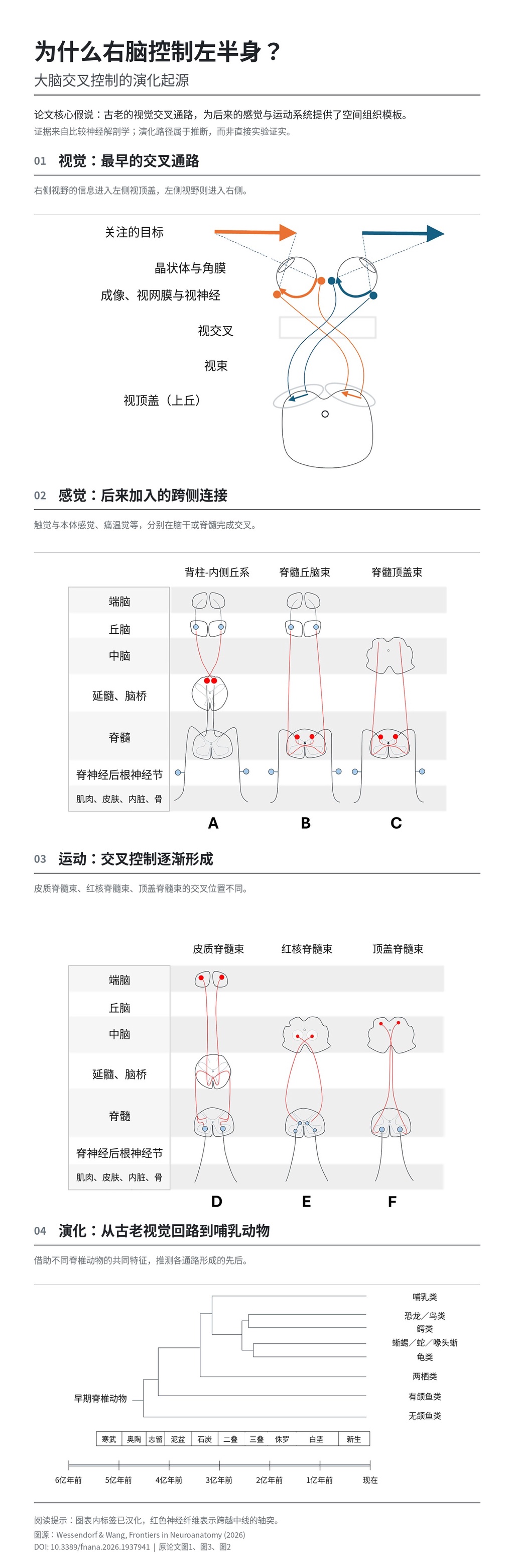 为什么右脑控制左半身? 大脑交叉控制的演化起源