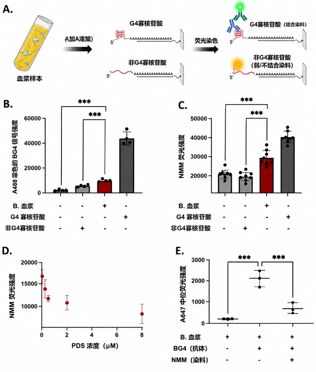 不只是双螺旋:科学家在人类血液中发现四链结构的神秘DNA