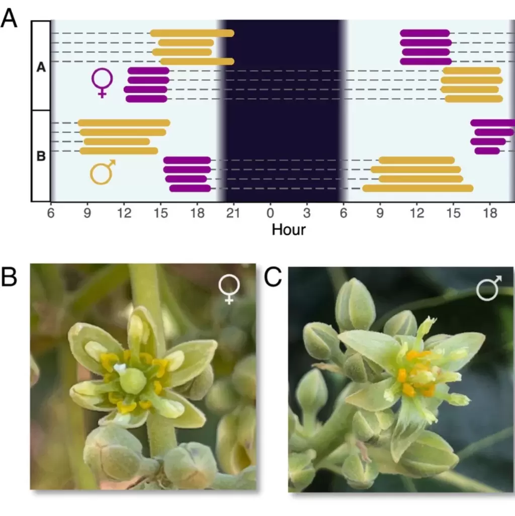 为什么牛油果每天切换性别？科学家找到基因标记