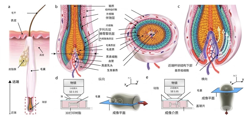 头发不是“长”出来的，是被“拉”出来的
