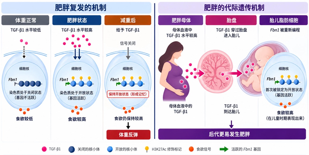 减不掉的体重：科学家发现脂肪细胞存在分子记忆
